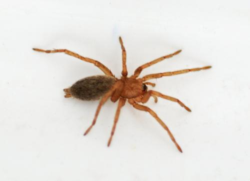 Drassodes sp.
